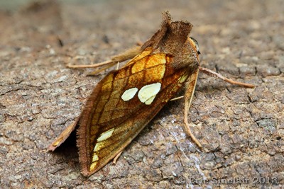 Gold Spot